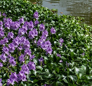 Water Hyacinth Biogas Plant